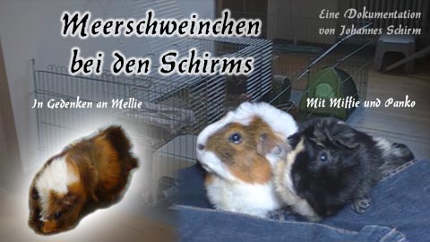 Vorschaubild: Meerschweinchen bei den Schirms