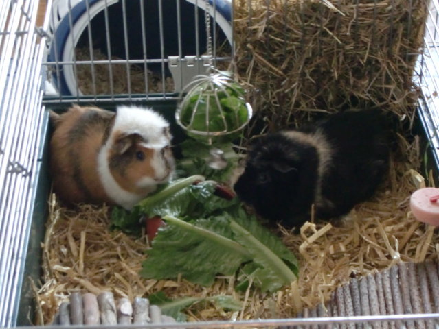 Panko und Miffie beim Salat essen