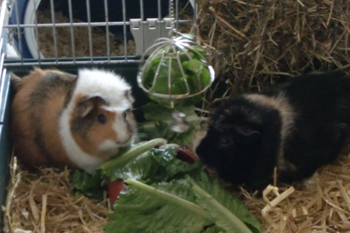 Panko und Miffie essen Salat