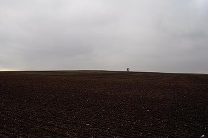 Ein Baum in der Oktober - Landschaft. (Wer ihn erkennt...)