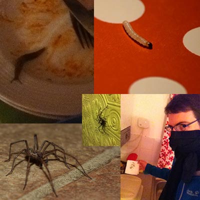 Slugs, spiders, caterpillars, mould and more. Not everything works well, especially the household...