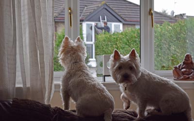 Charlie and Deno, observing the window cleaner on the other side of the street.